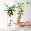 clear-glass-propagation-vase-with-natural-cork-lid-img1.jpg