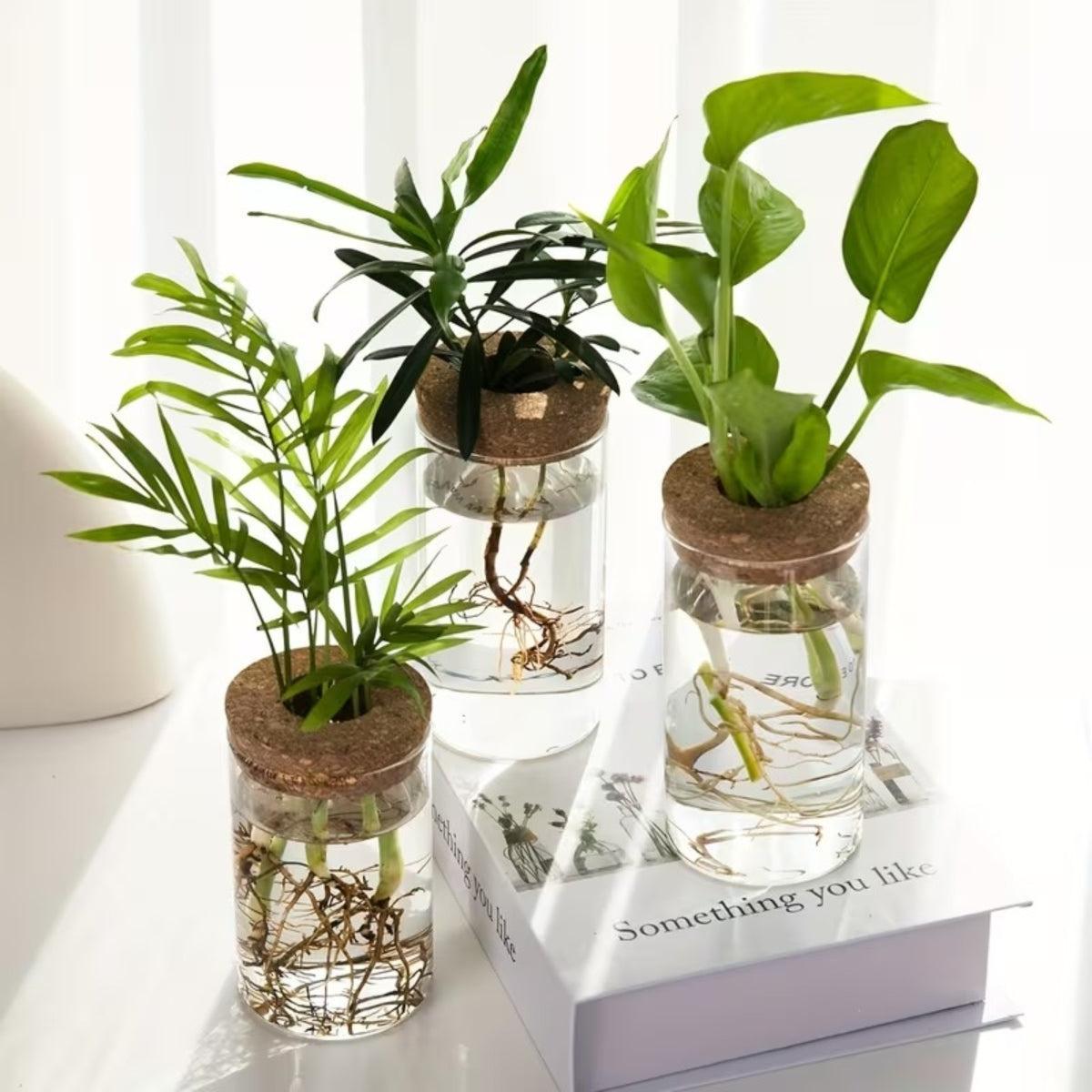 clear-glass-propagation-vase-with-natural-cork-lid-img2.jpg