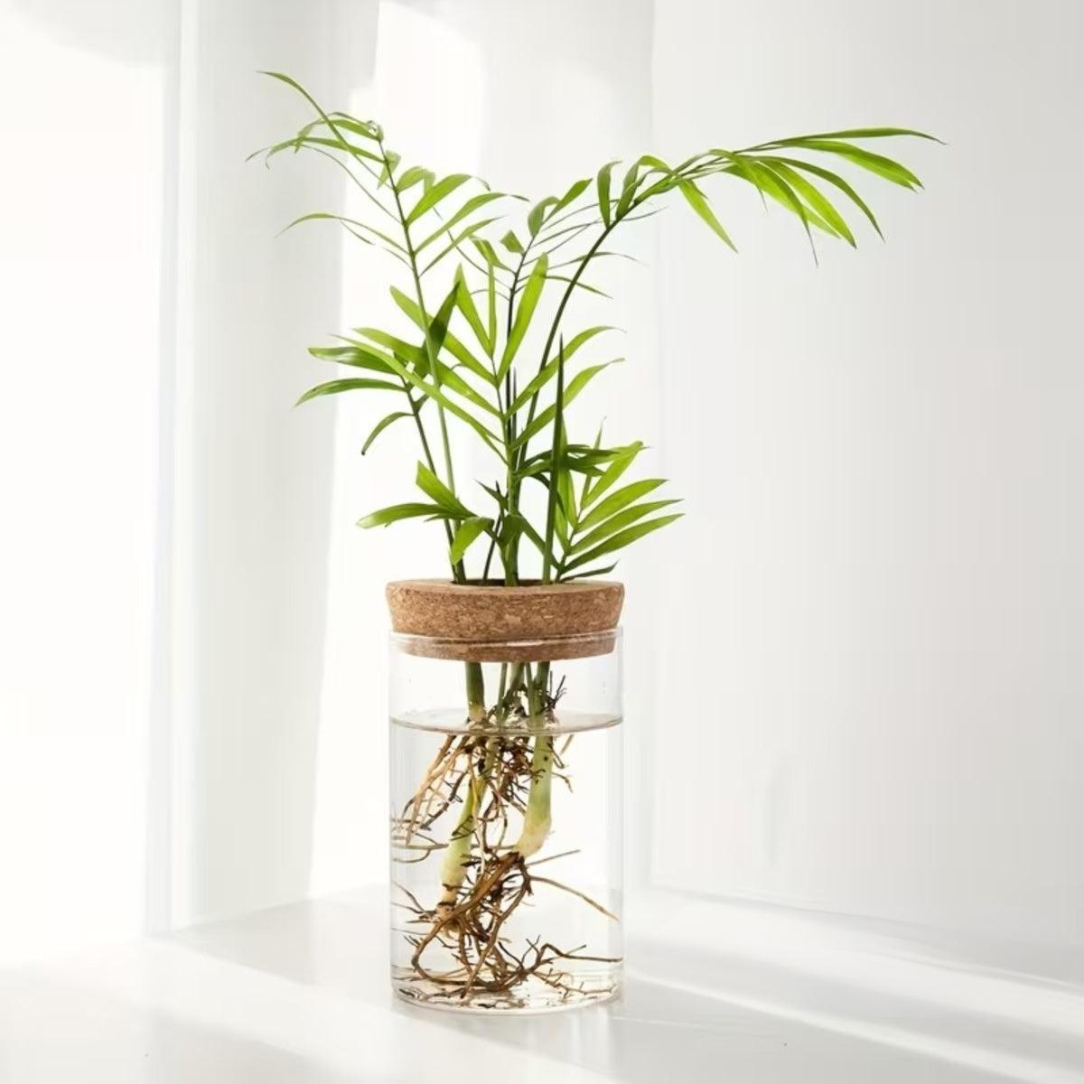 clear-glass-propagation-vase-with-natural-cork-lid-img3.jpg