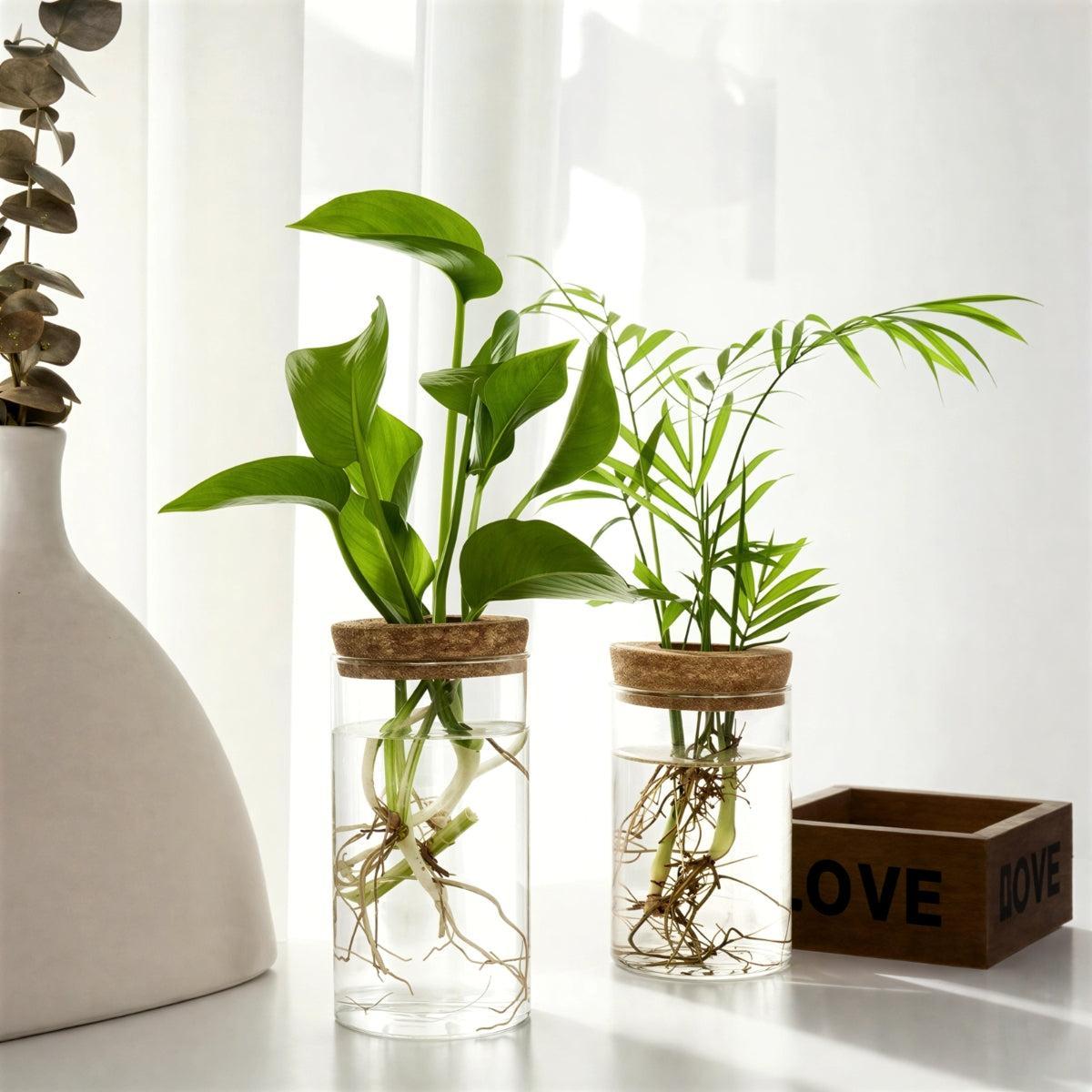 clear-glass-propagation-vase-with-natural-cork-lid-img5.jpg